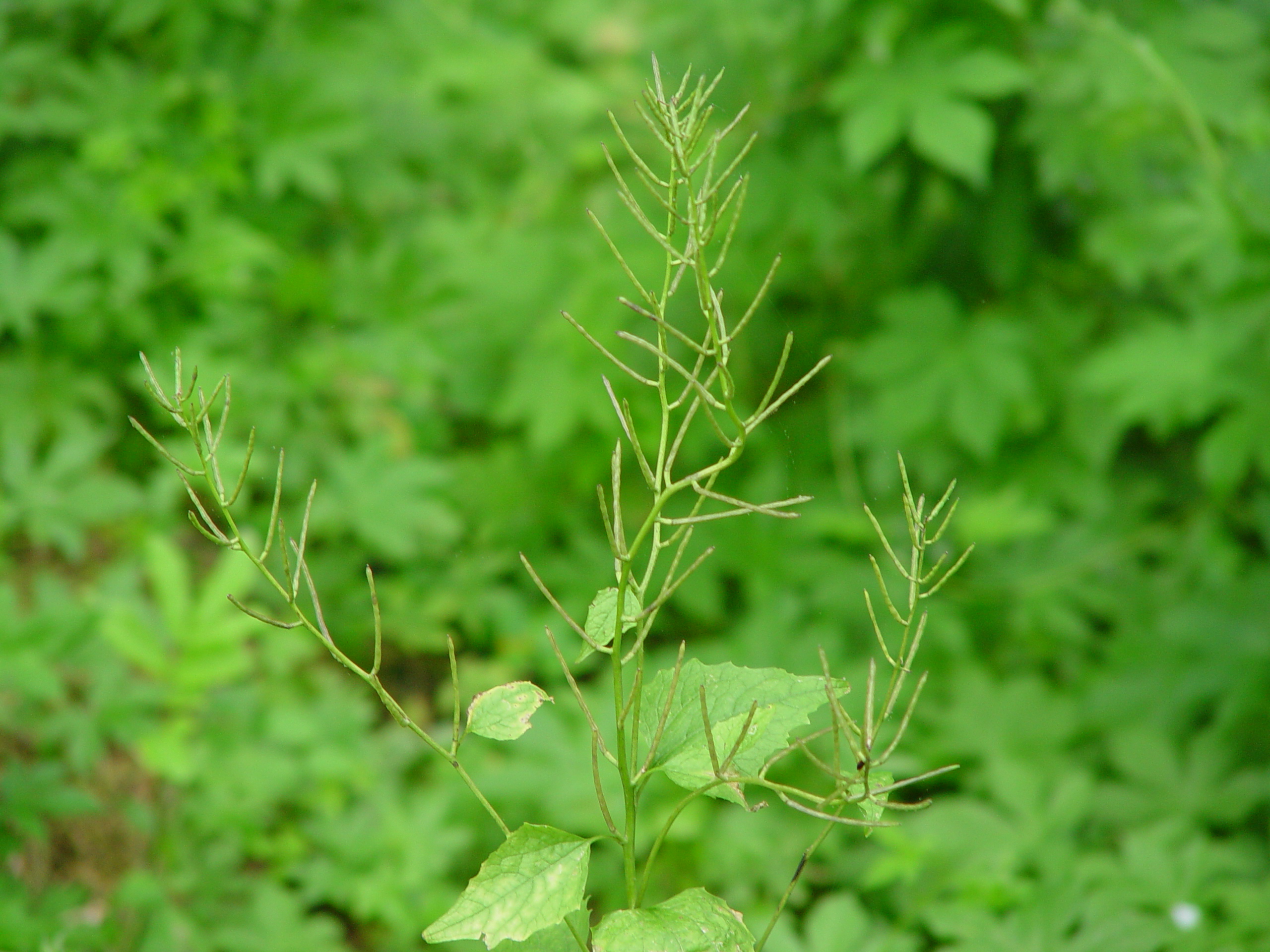 a plant producing seeds